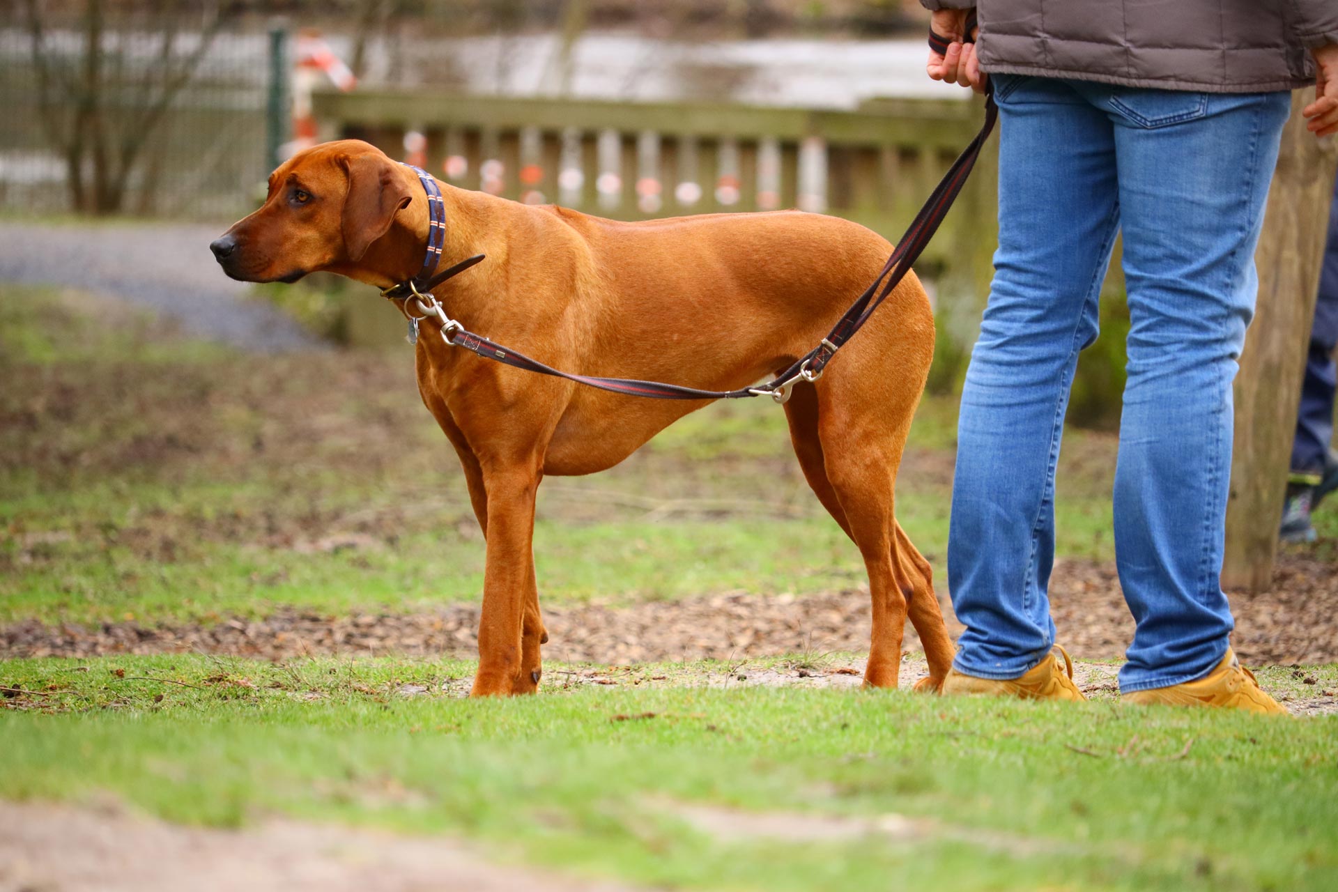 dog walker standing with dog in park