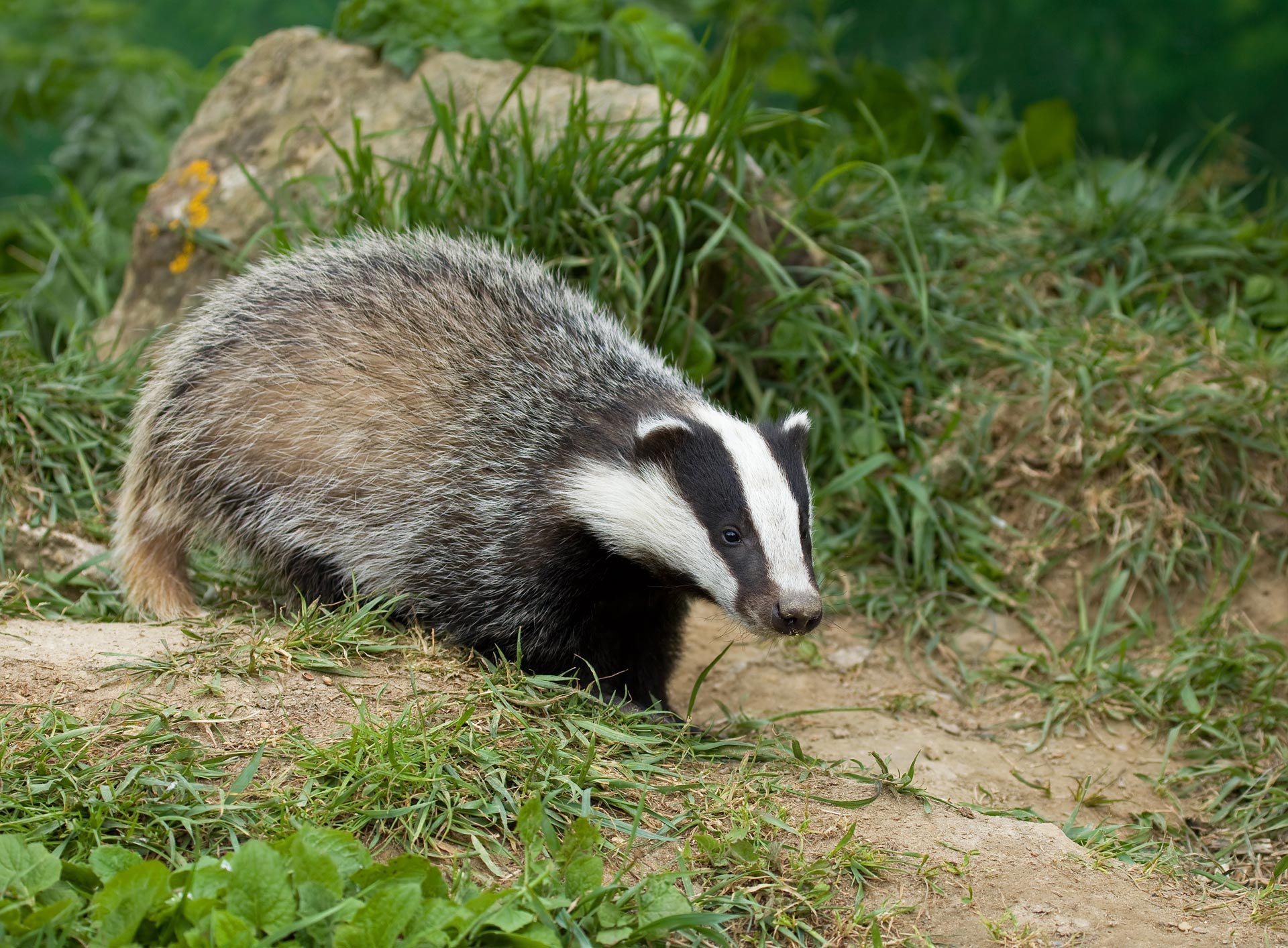 badger in a field